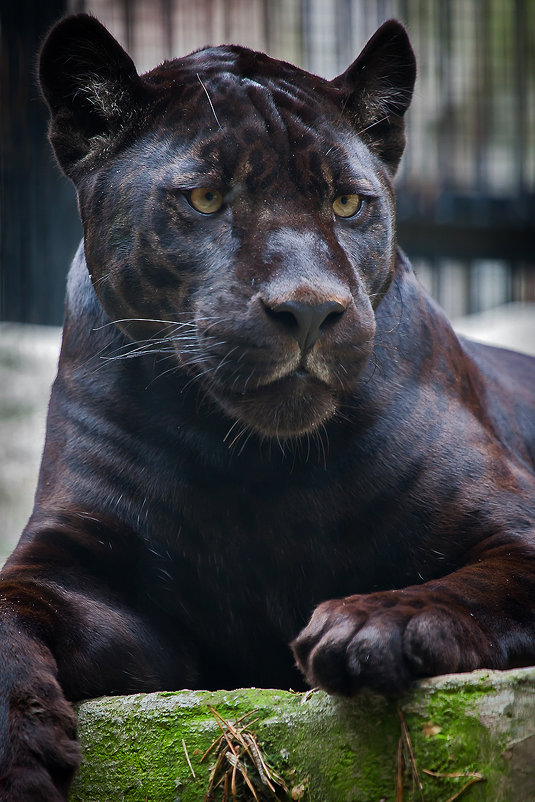 Черный ягуар ( пантера ) - Владимир Габов