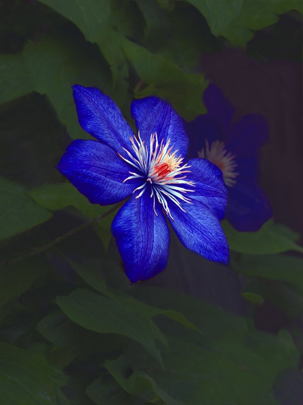 Синий цветок - Дубовцев Евгений 