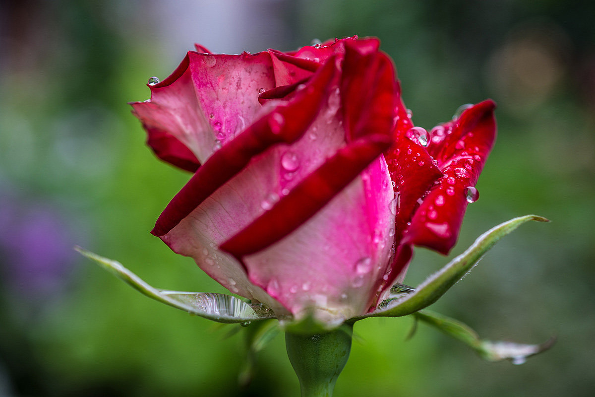Капли дождя на розе - Андрей Поляков