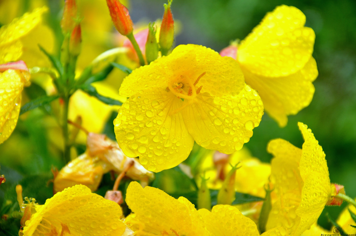 Жёлтый цветок - Роман Кудрин
