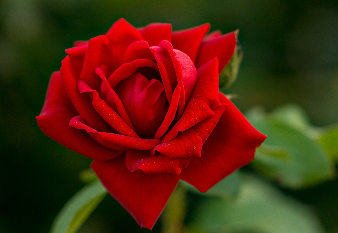 "Пойдемте в сад, я покажу Вас розам..." (c) - Дмитрий Звонарев