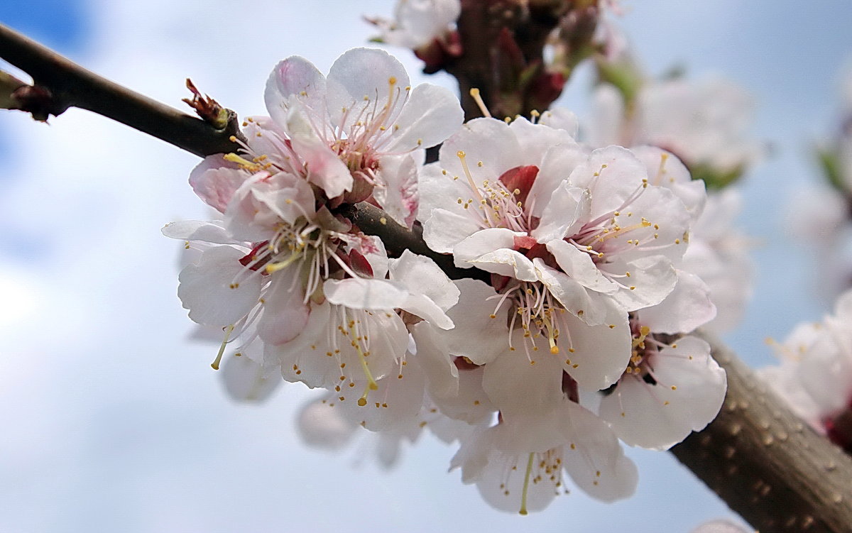 Sakura - Колибри М