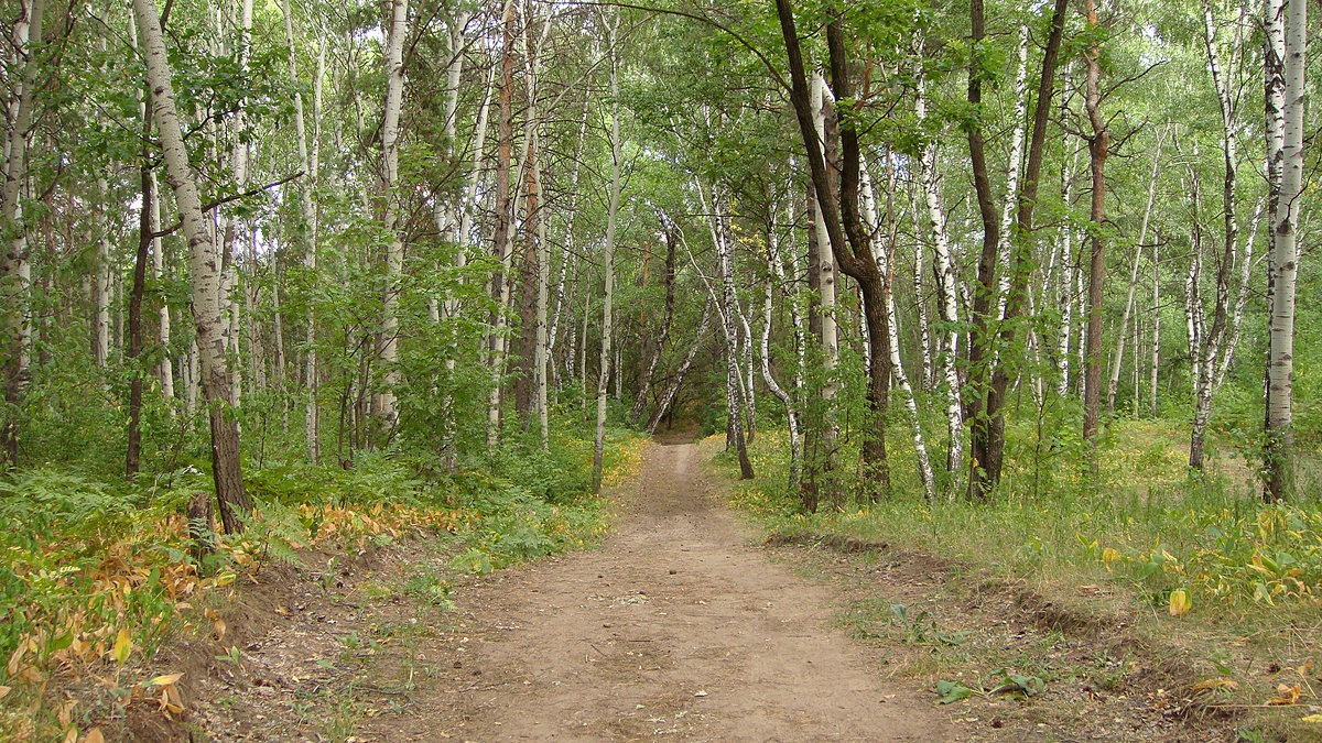 В лесу - Светлана .