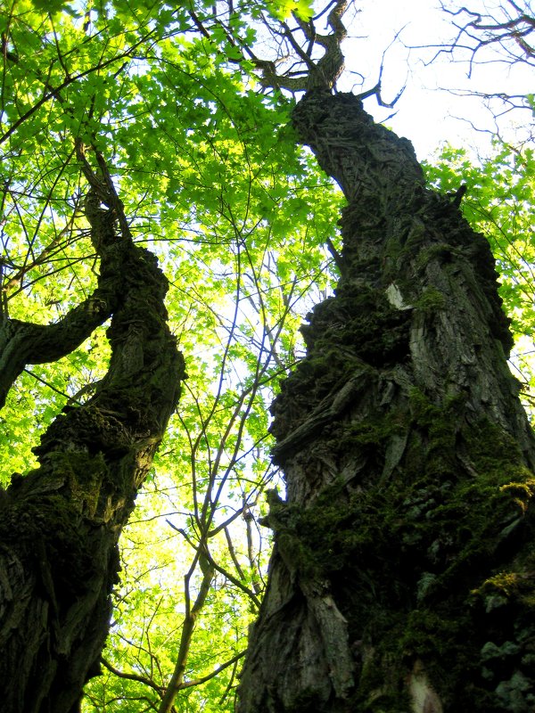 Старинные деревья - spm62 Baiakhcheva Svetlana