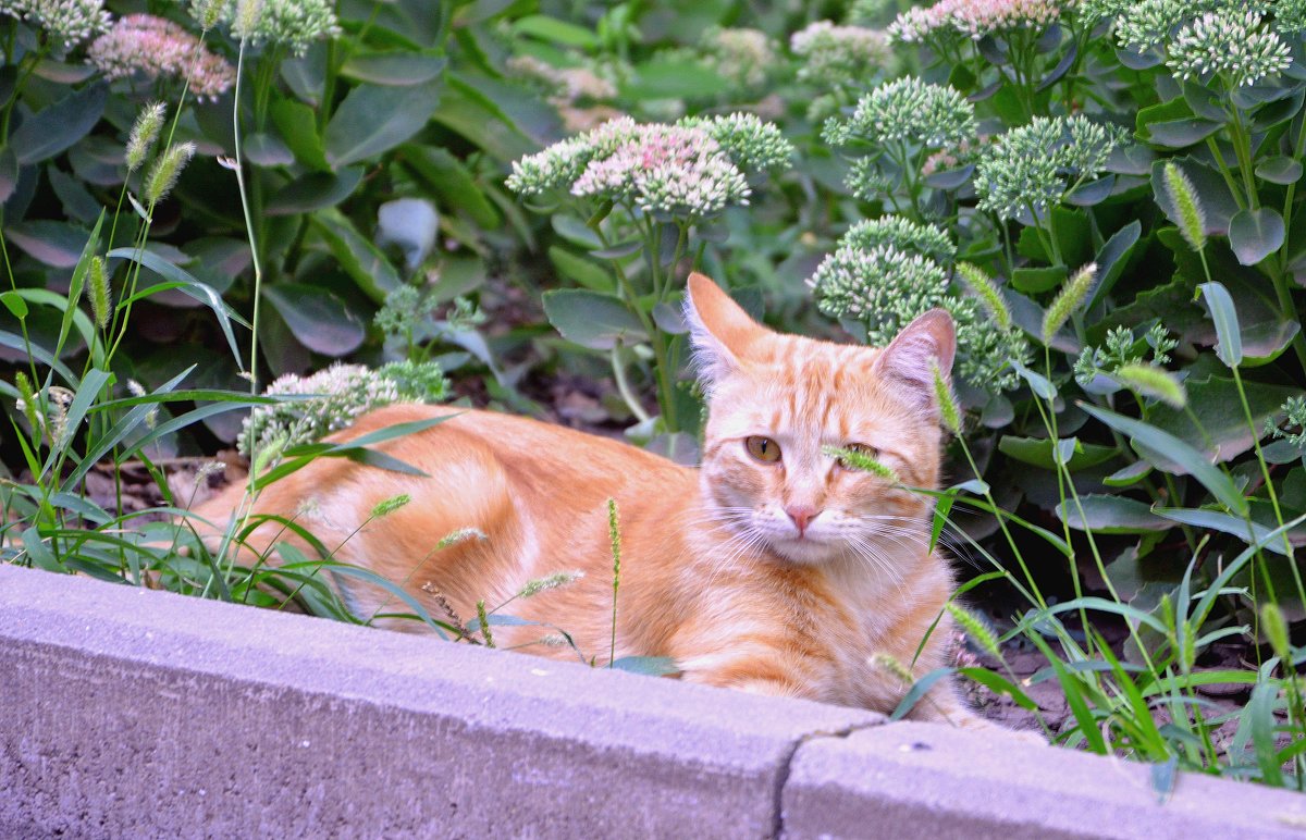 Рыжий кот на газоне - Игорь Попов