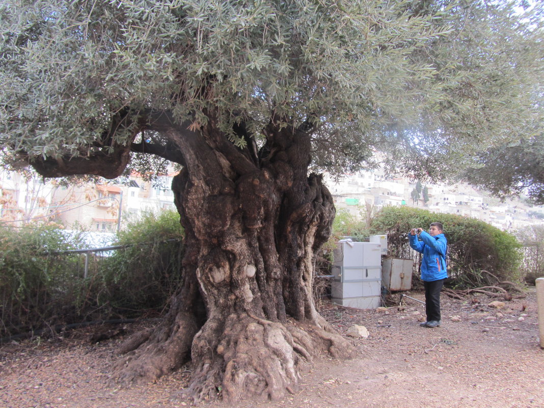 Древняя олива у стен Старого города. Иерусалим - Герович Лилия 