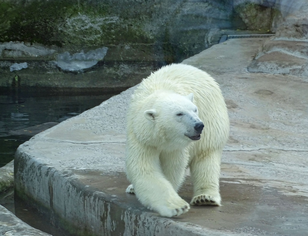 Белый медведь - Константин Ординарцев