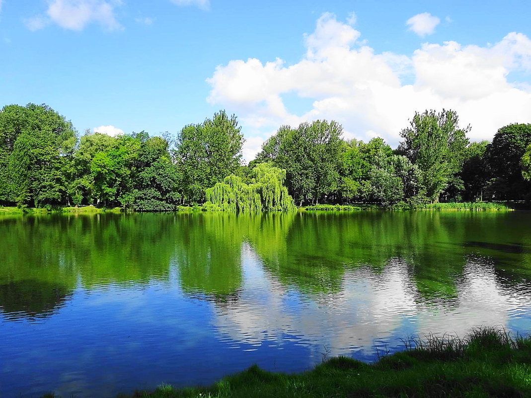 Парковое озеро и окрестности в августе радуют утренней свежестью и насыщенностья красок - Маргарита Батырева