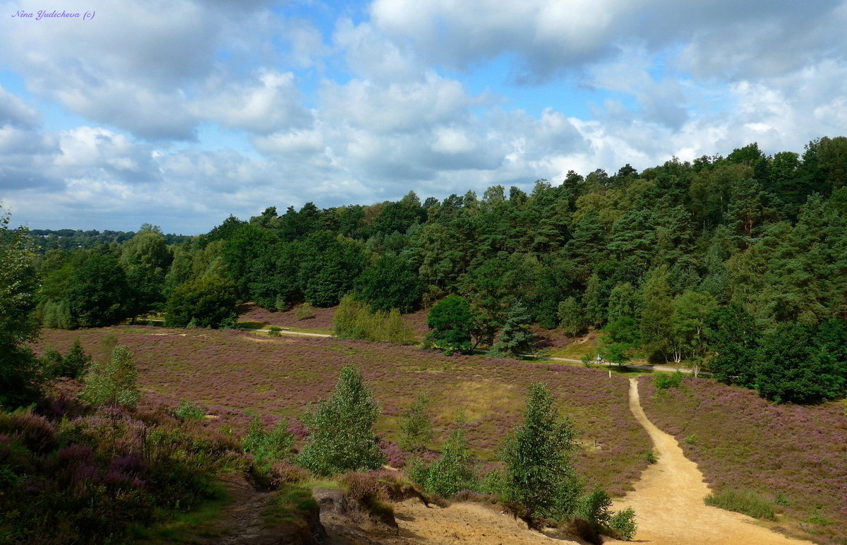 Fischbeker Heide - Nina Yudicheva