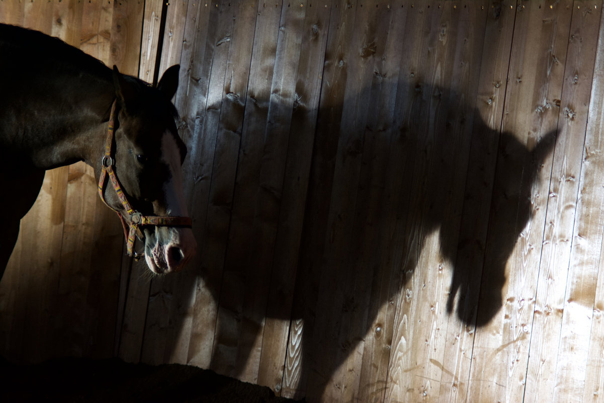 Horse and her shadow - Александр Громыко