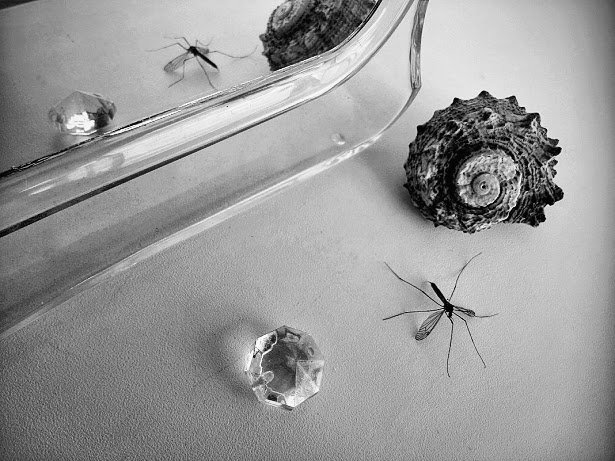 Натюрморт с комаром - Marina Pr. **