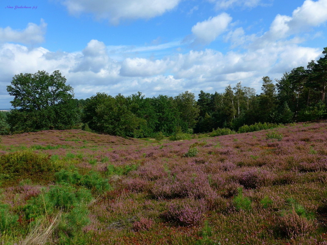 Fischbeker Heide - Nina Yudicheva