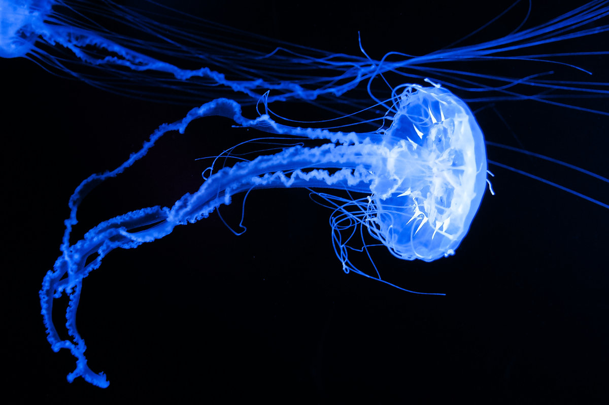 Glowing Jellyfish - Ludmila 