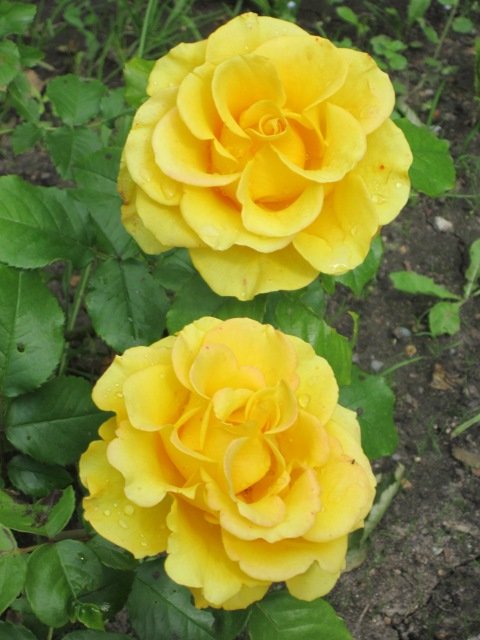 Две  розы жёлтых - Дмитрий Никитин