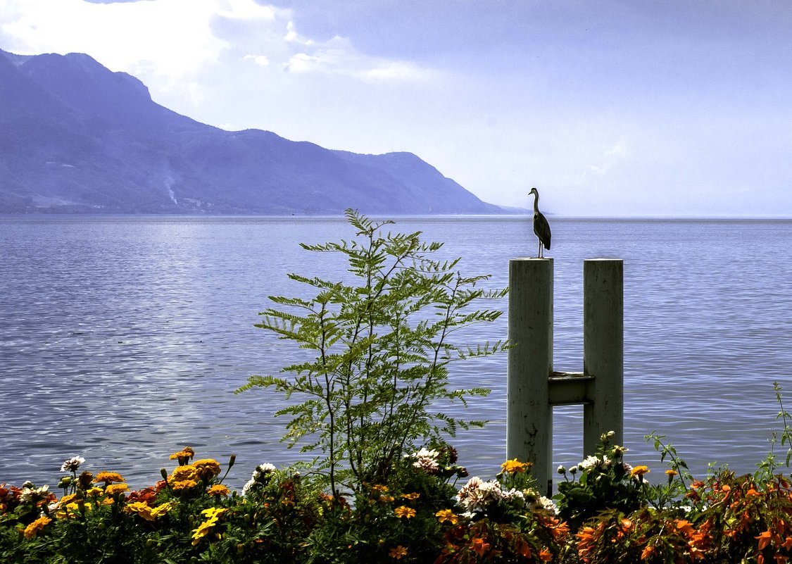 Монтрё - Женевское озеро. Швейцария. - Tatiana Poliakova