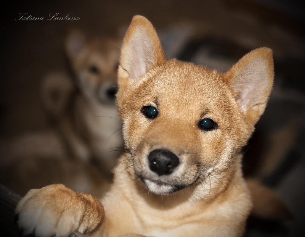 Shiba-Inu - Tatiana Lun