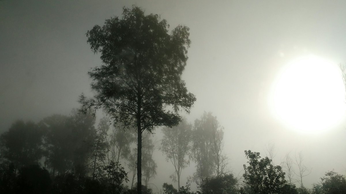 В тумане - Tanja Gerster