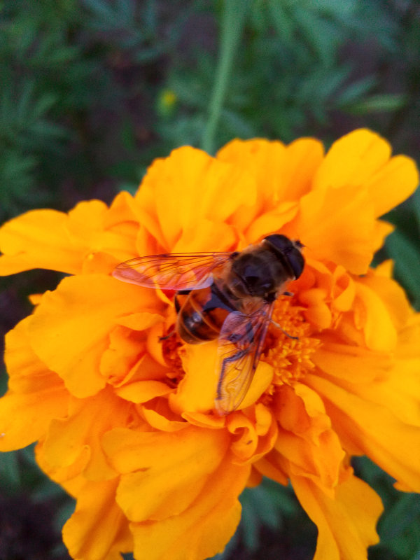 Пчела на цветке - Татьяна Королёва