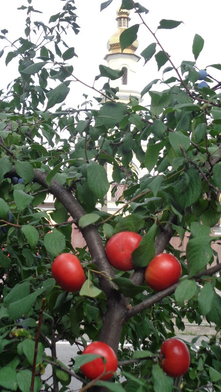 Заметки селекционера: божественные помидоры растут на фруктовых деревьях!... - Алекс Аро Аро