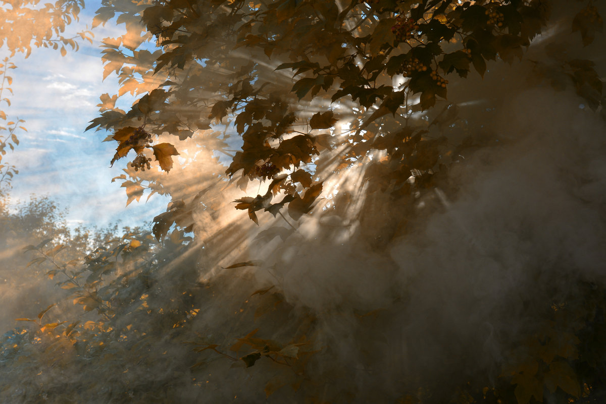самоварный дым в лучах заходящего осеннего солнца - Александр Беляков