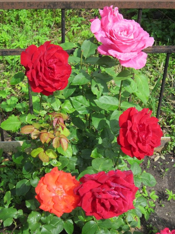 Пять прекрасных роз - Дмитрий Никитин