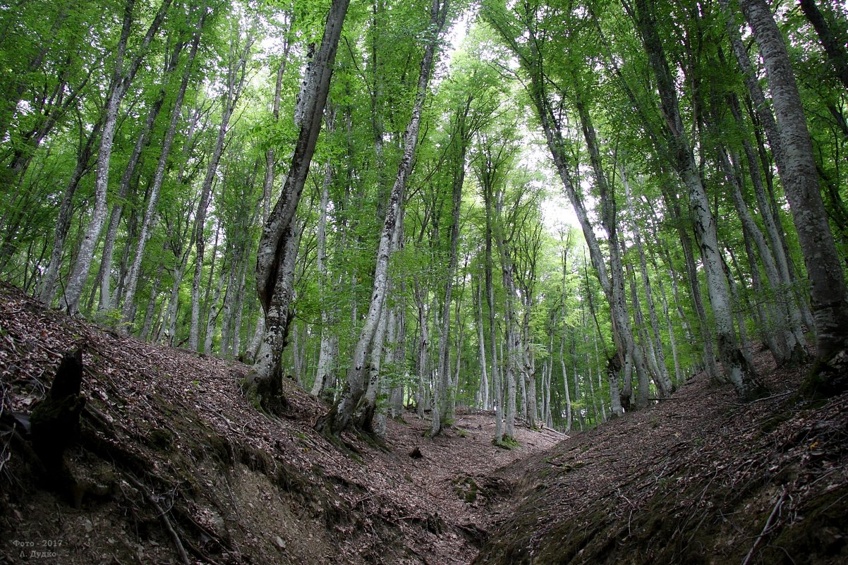 Крымский лес - Леонид Дудко