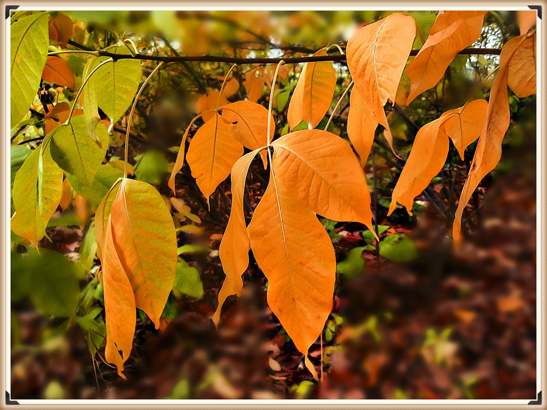 осенние листья - георгий  петькун 