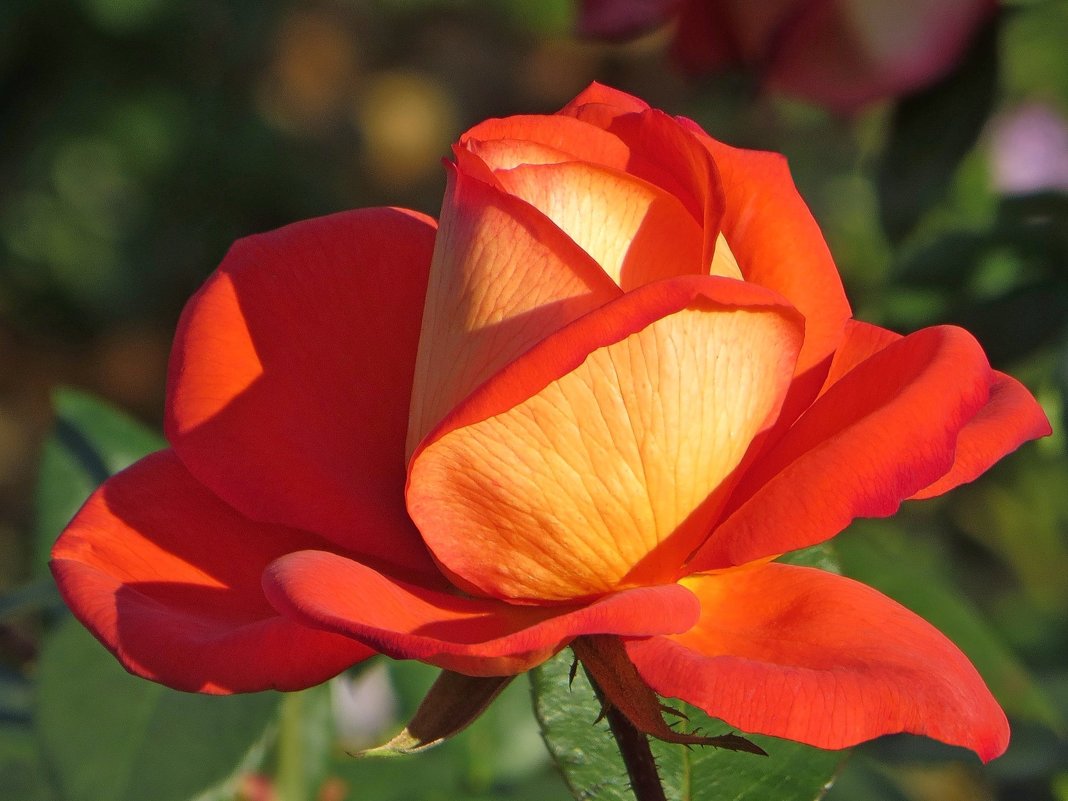 Красная роза — эмблема любви - Татьяна Смоляниченко