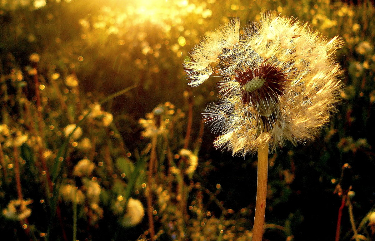 Солнечный  цветок - олег свирский 