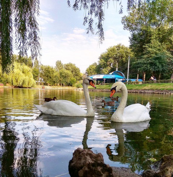 Лебеди, парк. - Ylia Verevskaya