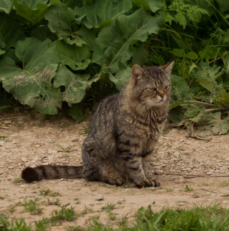 Кот ,который гуляет сам по себе. - Владимир 