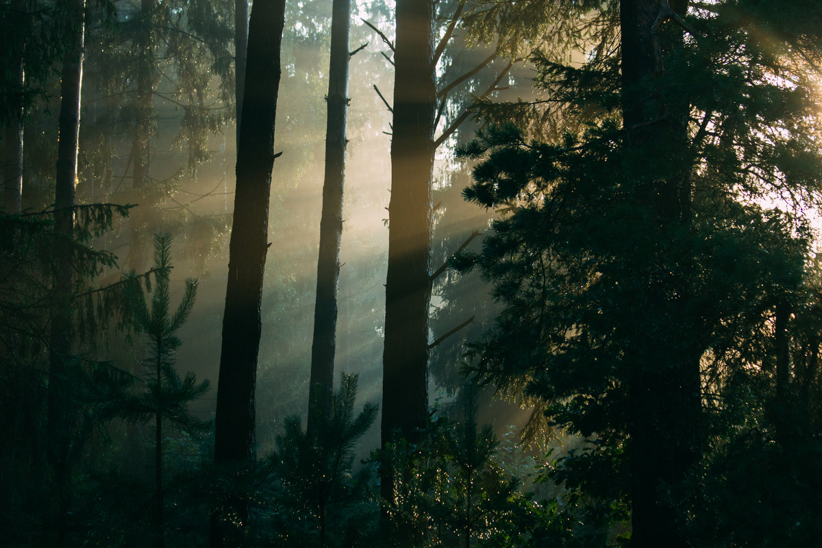 Рассвет в лесу - Anna Sigida