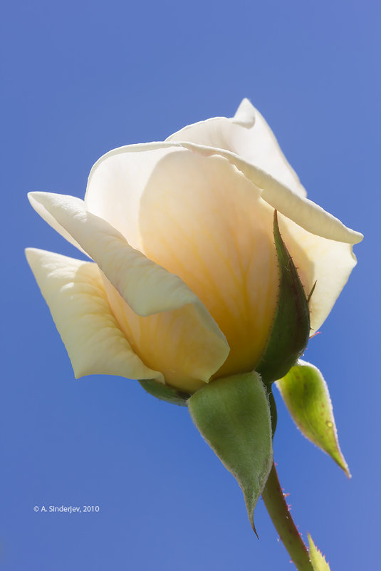 Белая роза на фоне неба - Александр Синдерёв