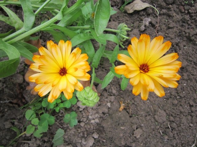 Два оранжевых цветочка - Дмитрий Никитин