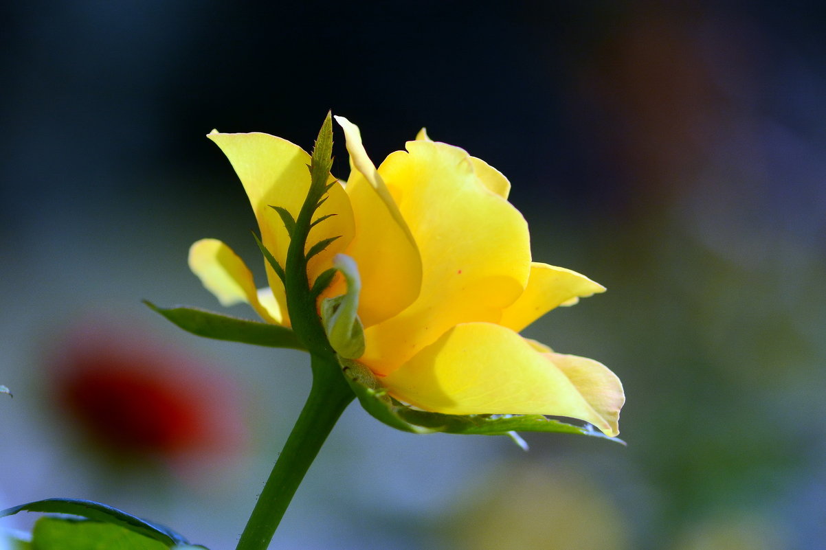 Yellow rose - Олег Шендерюк