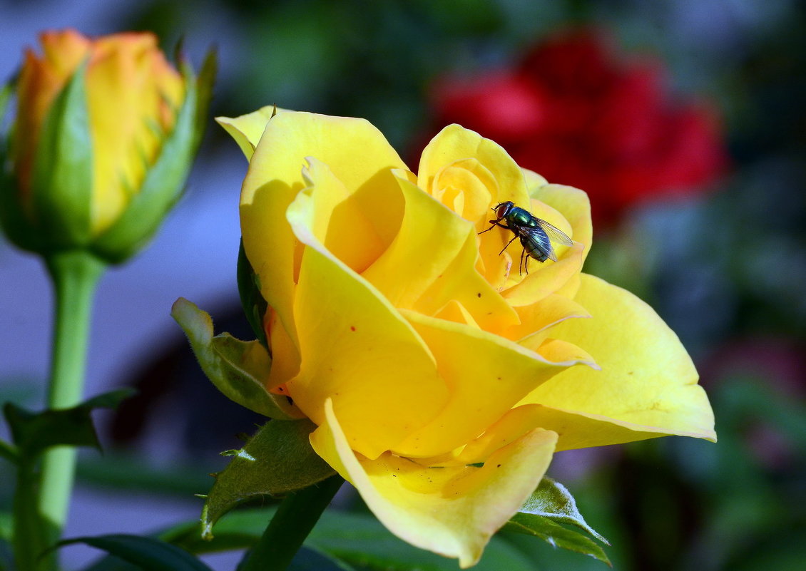 Fly on a yellow rose - Олег Шендерюк