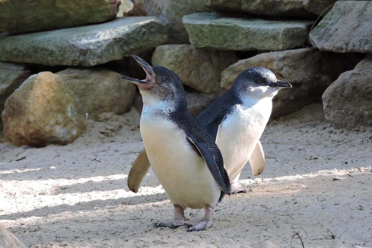 Зоопарк «Featherdale», пингвинчики - Tatiana Belyatskaya