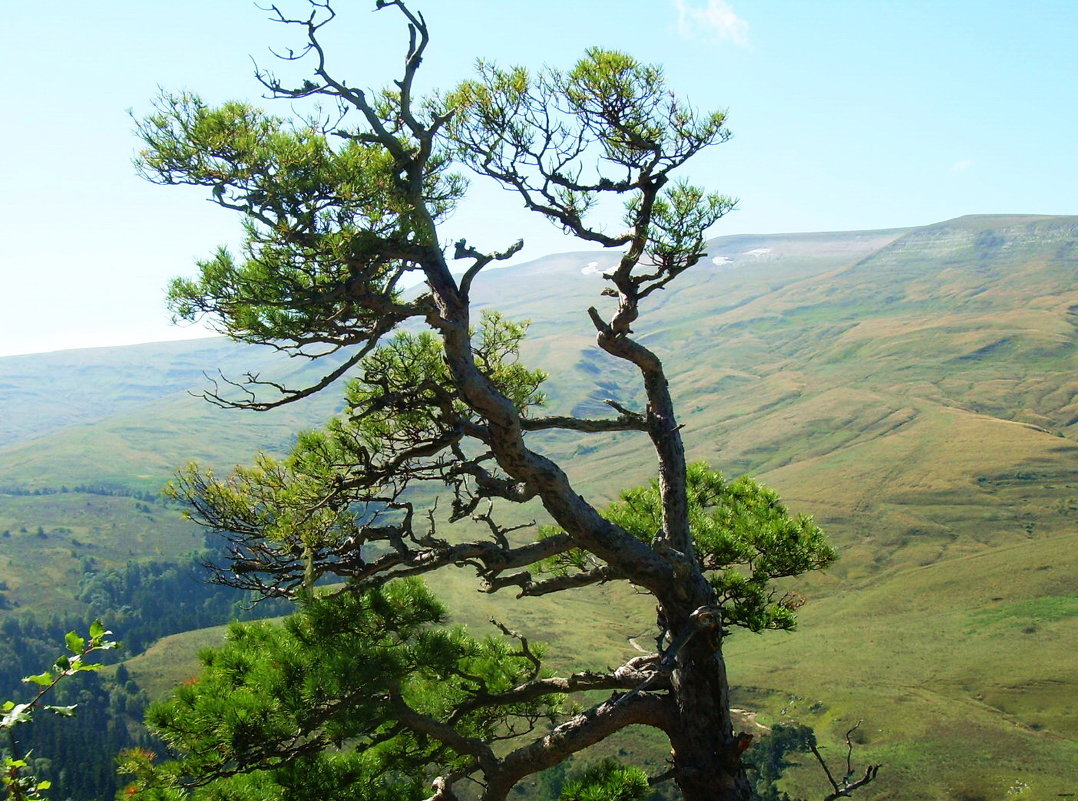 Адыгея. Плато Лаго-Наки - татьяна 