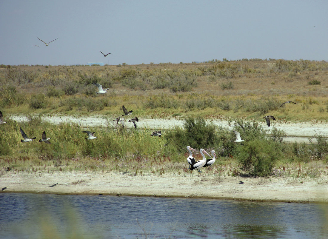 Пеликаны на реке Чу. - Алла 