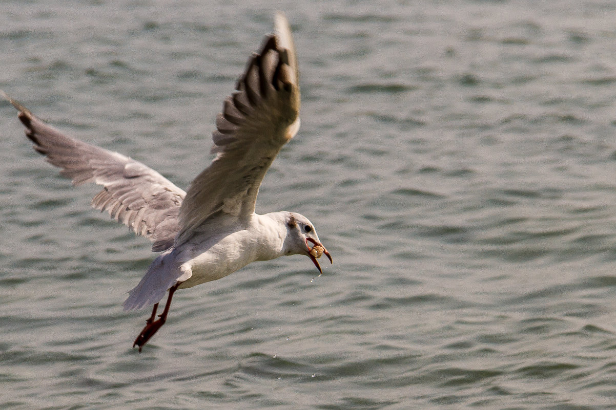 Черноморская чайка с добычей - Дмитрий Сиялов