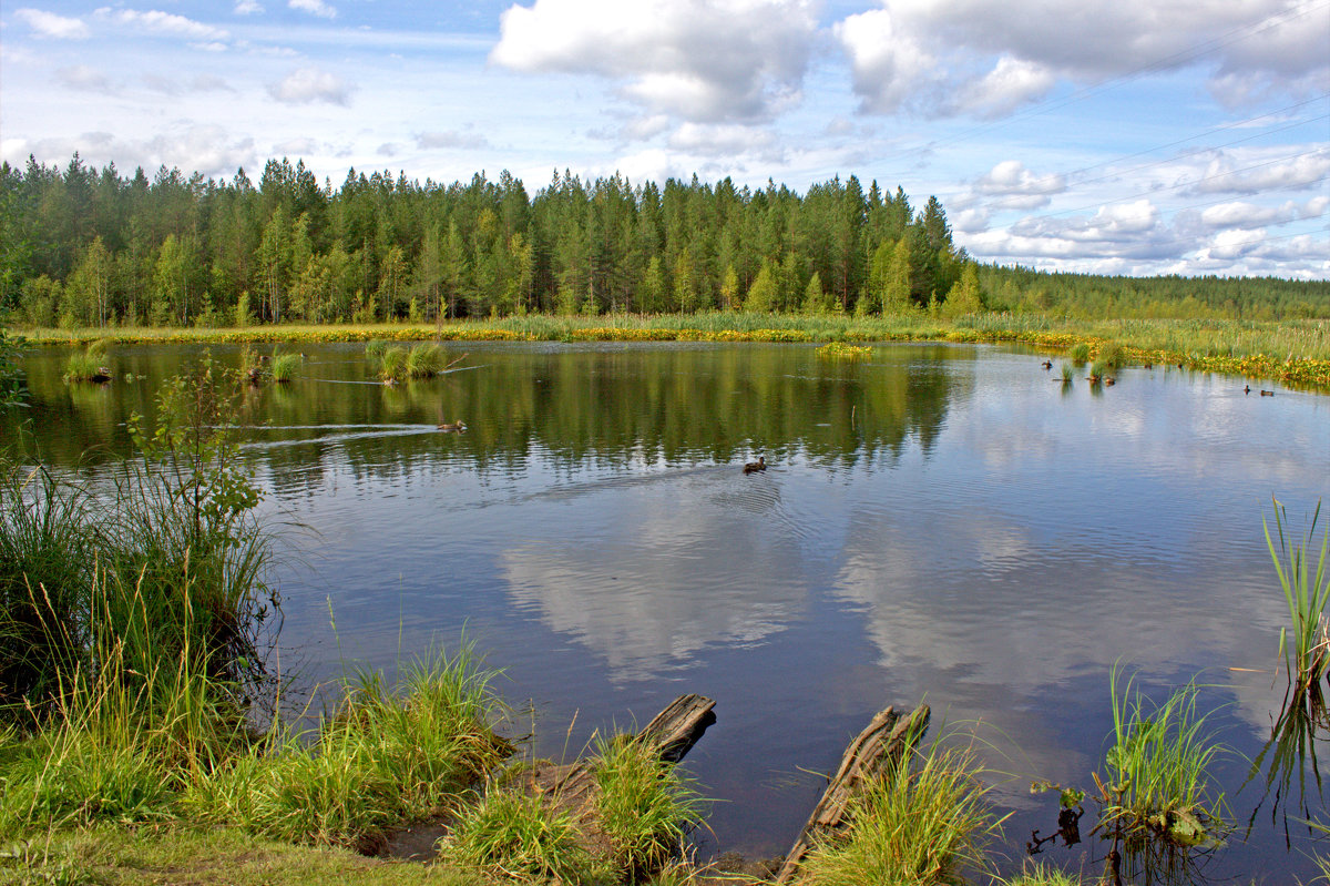 *** - Анжела Пасечник