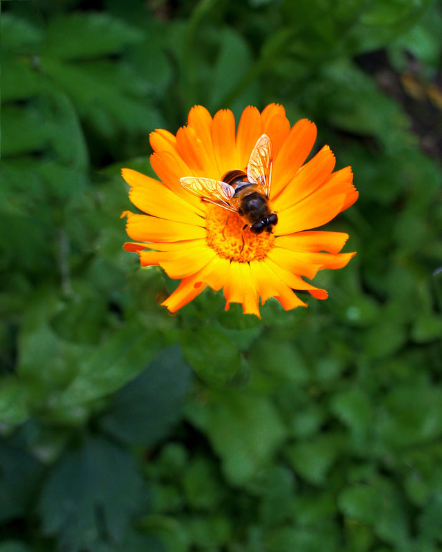 Конец лета: то-ли муха, то-ли пчела - Дубовцев Евгений 