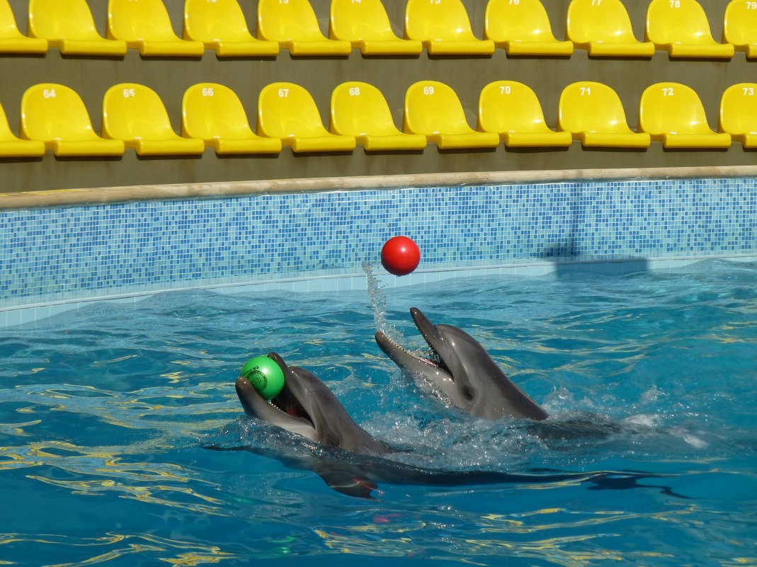 Дельфинарий «Коктебель» - Наиля 