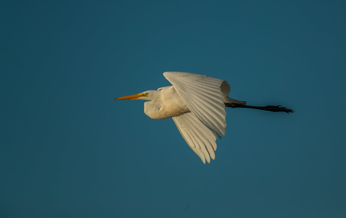 great egret - Naum 