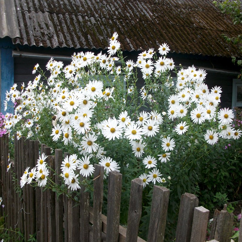 Осенний букет - Галина Бобкина