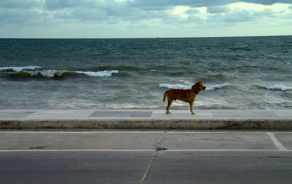Собака и океан - Ivan G