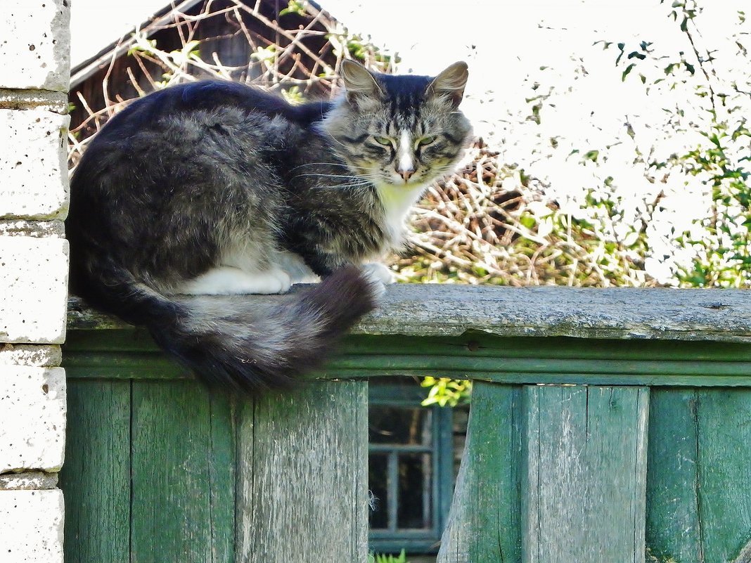Сидит кошка на заборе ...... - Святец Вячеслав 