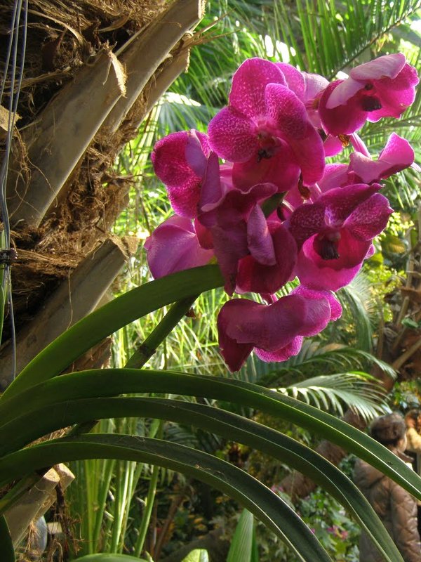 IV Зимний фестиваль орхидей в пальмовой оранжерее - Анна Воробьева