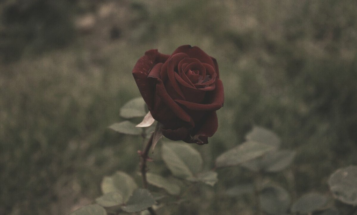Люблю розы - Алина Сержантова 