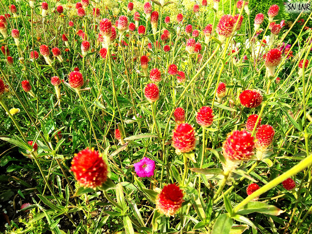 Эстафетацвета. Красный понедельник - красные цветы лета - Наталья (ShadeNataly) Мельник
